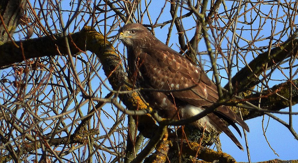 Myszołów, myszołów zwyczajny (Buteo buteo)