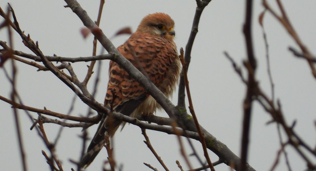 Pustułka zwyczajna, pustułka, sokół pustułka (Falco tinnunculus)