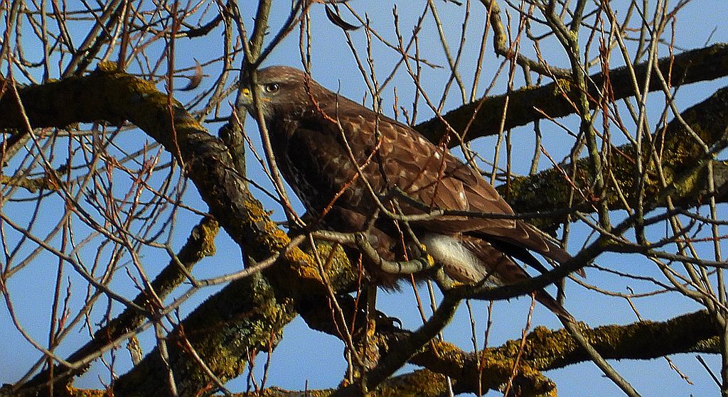 Myszołów, myszołów zwyczajny (Buteo buteo)