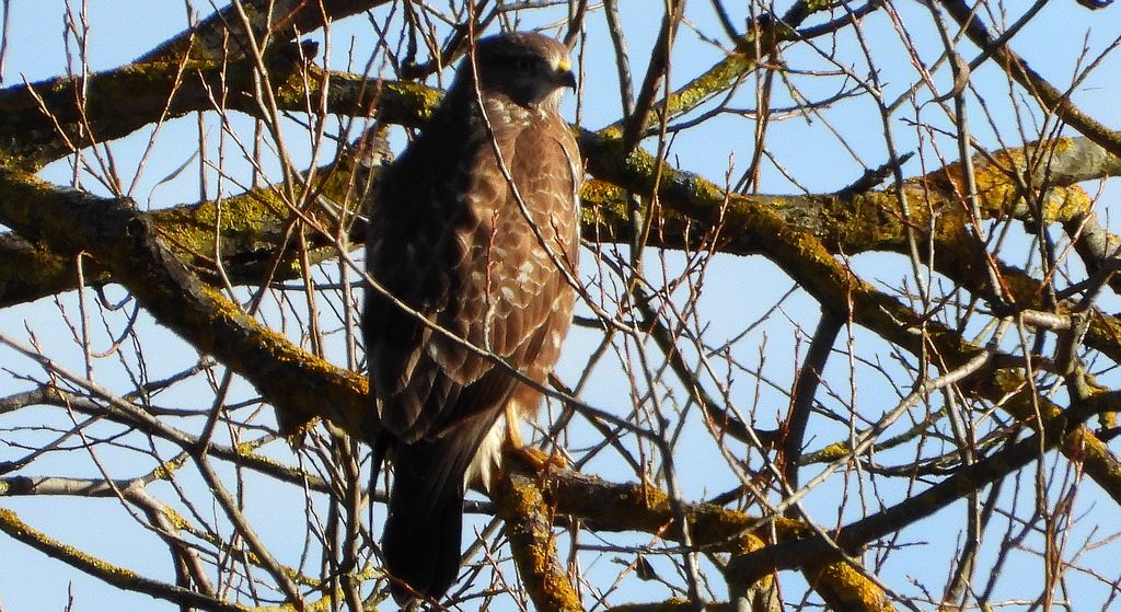 Myszołów, myszołów zwyczajny (Buteo buteo)