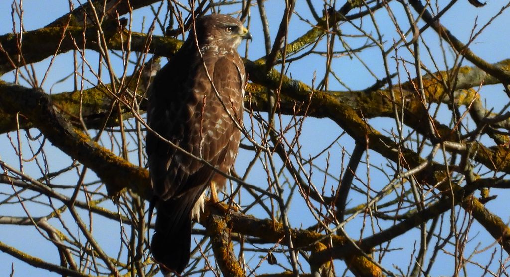 Myszołów, myszołów zwyczajny (Buteo buteo)