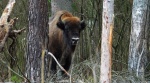 Żubr europejski, żubr (Bos bonasus)