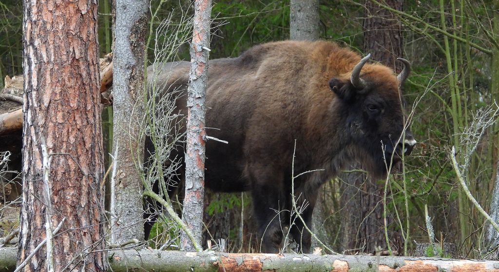 Żubr europejski, żubr (Bos bonasus)