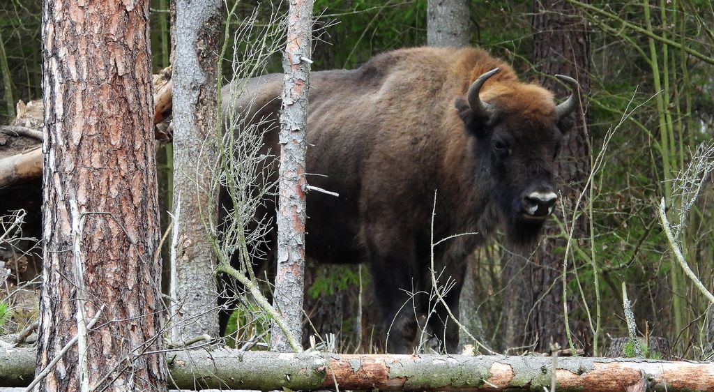 Żubr europejski, żubr (Bos bonasus)
