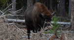 Żubr europejski, żubr (Bos bonasus)