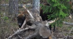 Żubr europejski, żubr (Bos bonasus)