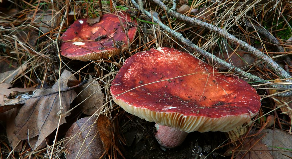 Gołąbek czerwonofioletowy, gołąbek przydrożny (Russula sardonia)