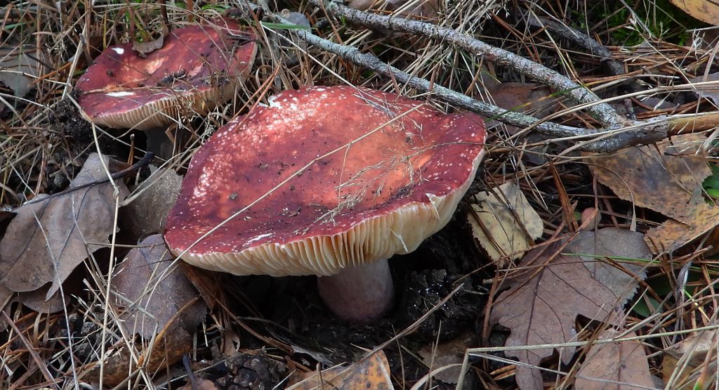 Gołąbek czerwonofioletowy, gołąbek przydrożny (Russula sardonia)