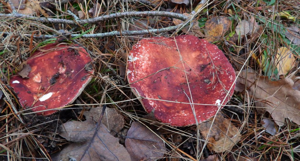 Gołąbek czerwonofioletowy, gołąbek przydrożny (Russula sardonia)