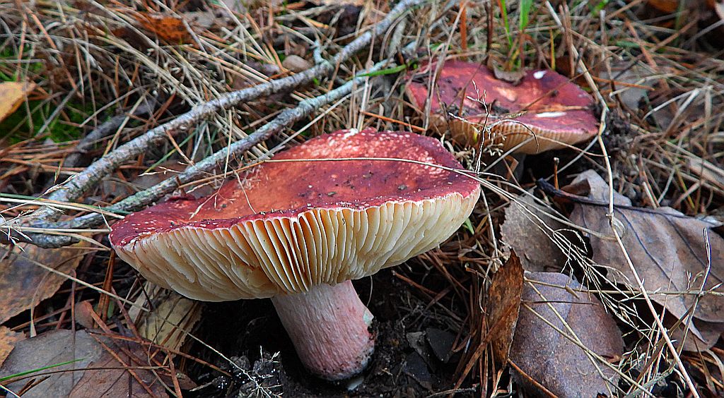 Gołąbek czerwonofioletowy, gołąbek przydrożny (Russula sardonia)