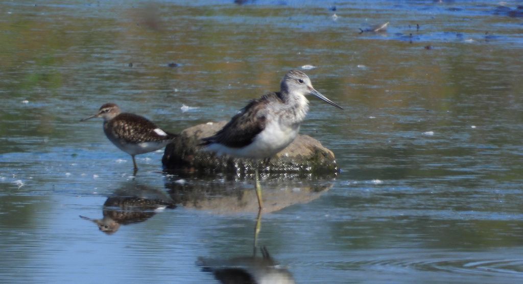 Łęczak, brodziec leśny, trawnik (Tringa glareola) i kwokacz, brodziec kwokacz (Tringa nebularia)
