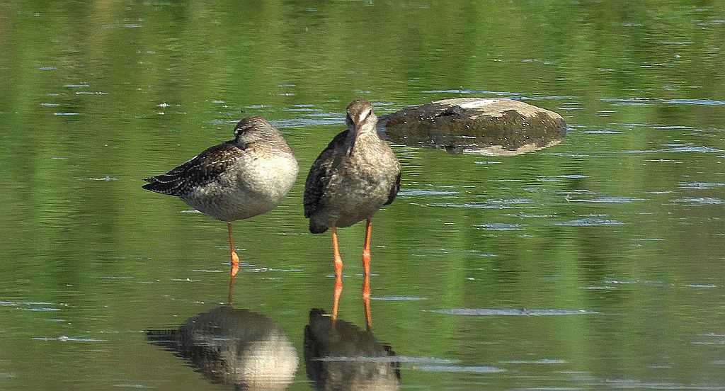 Brodziec śniady (Tringa erythropus)
