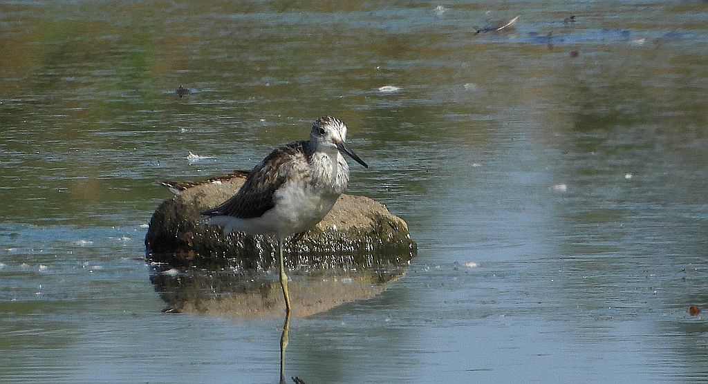 Kwokacz, brodziec kwokacz (Tringa nebularia)