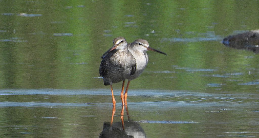 Brodziec śniady (Tringa erythropus)