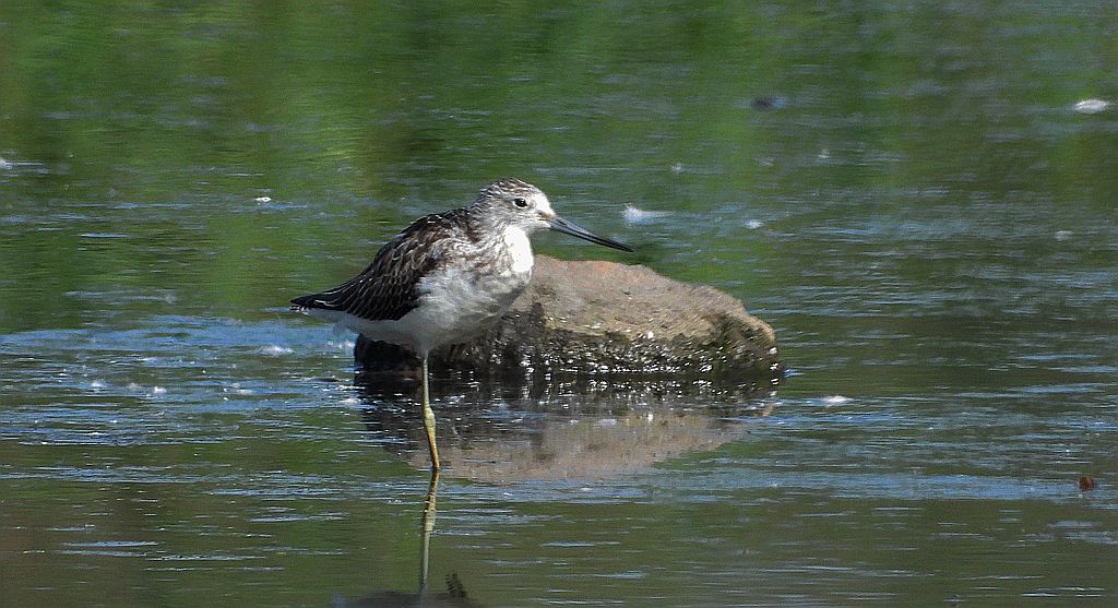 Kwokacz, brodziec kwokacz (Tringa nebularia)