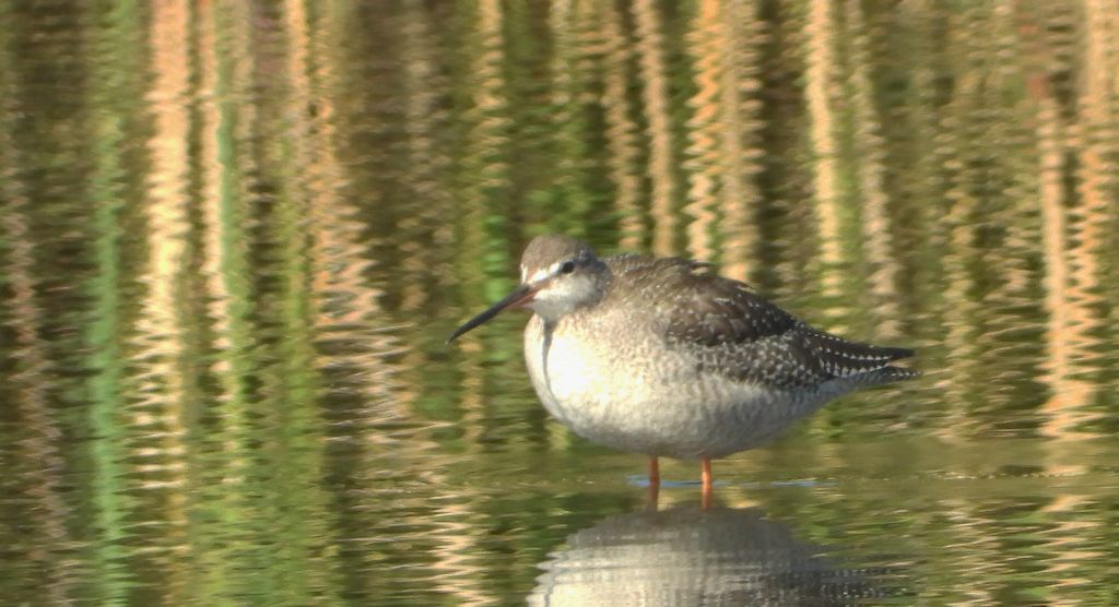 Brodziec śniady (Tringa erythropus)