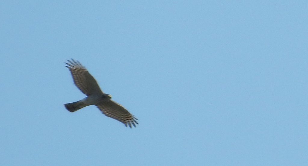 Krogulec zwyczajny, krogulec, jastrząb wróblarz (Accipiter nisus)