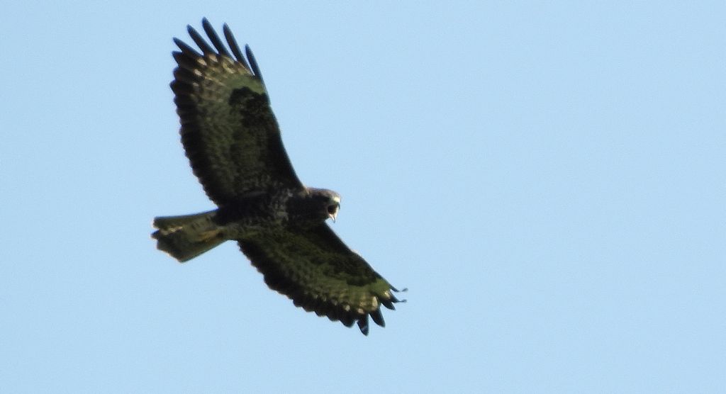 Myszołów, myszołów zwyczajny (Buteo buteo)