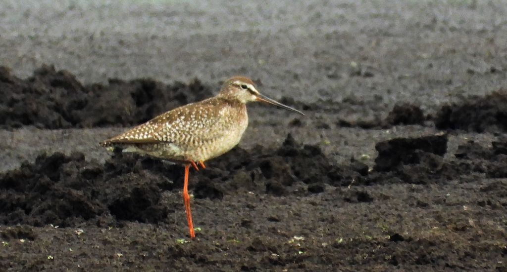 Brodziec śniady (Tringa erythropus)
