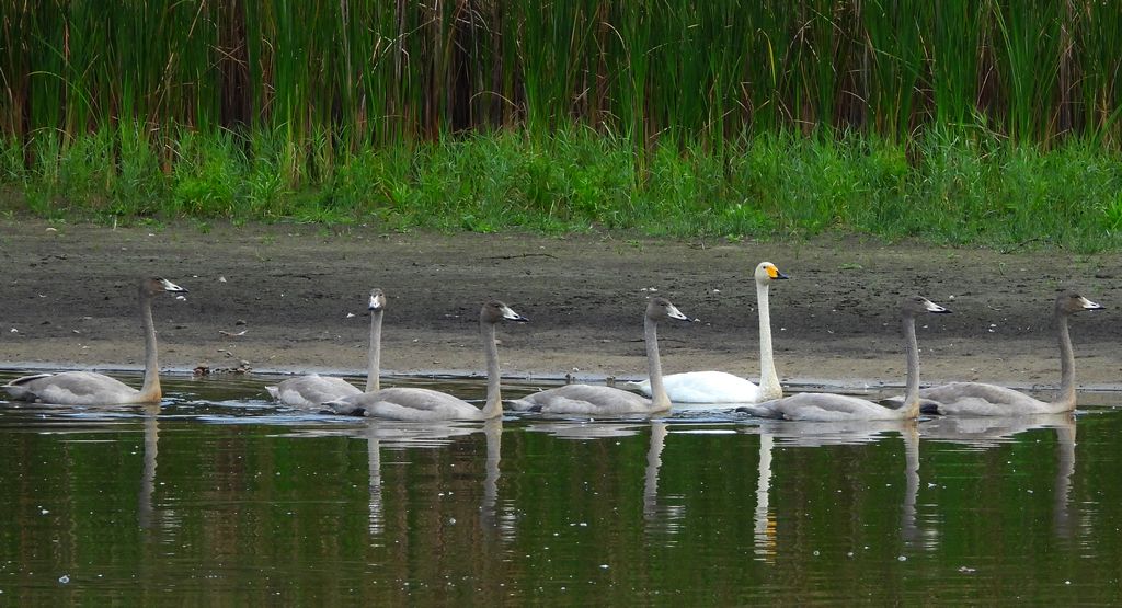 Łabędź krzykliwy (Cygnus cygnus)