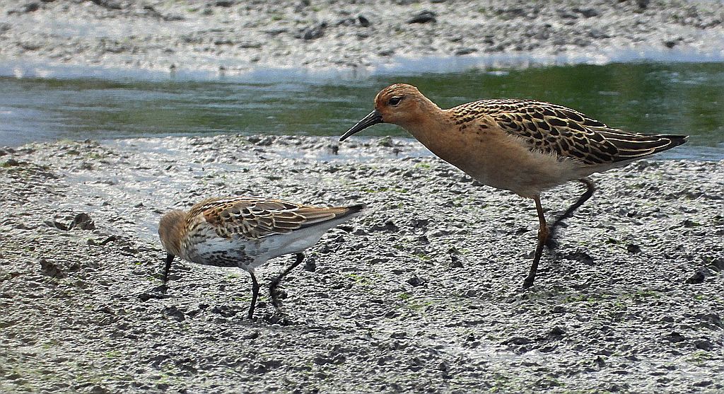 Biegus zmienny (Calidris alpina) i batalion (Calidris pugnax)