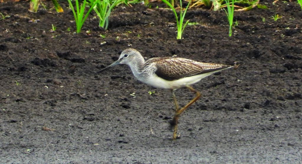 Kwokacz, brodziec kwokacz (Tringa nebularia)