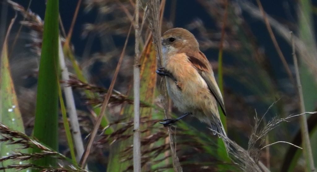 Wąsatka (Panurus biarmicus)