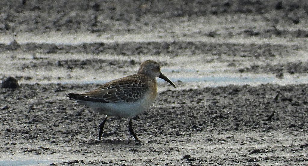 Biegus zmienny (Calidris alpina)