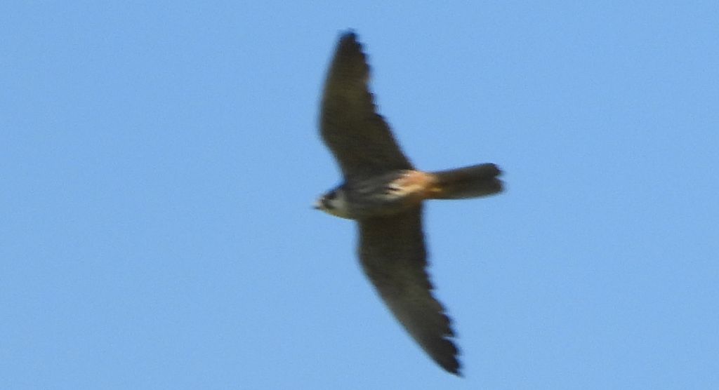 Sokół wędrowny (Falco peregrinus)