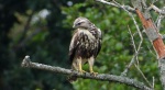 Myszołów zwyczajny, myszołów (Buteo buteo)