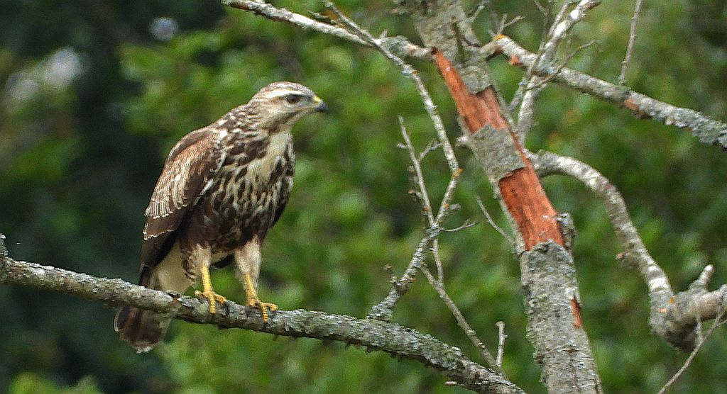 Myszołów zwyczajny, myszołów (Buteo buteo)