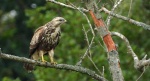 Myszołów zwyczajny, myszołów (Buteo buteo)