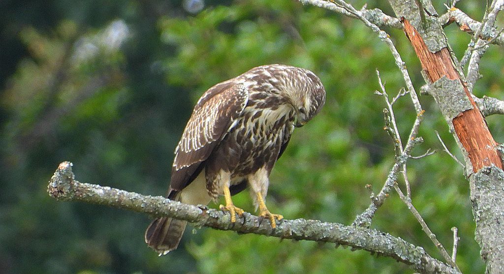 Myszołów zwyczajny, myszołów (Buteo buteo)