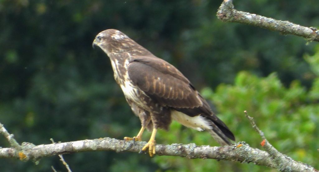 Myszołów zwyczajny, myszołów (Buteo buteo)