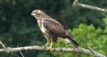 Myszołów zwyczajny, myszołów (Buteo buteo)