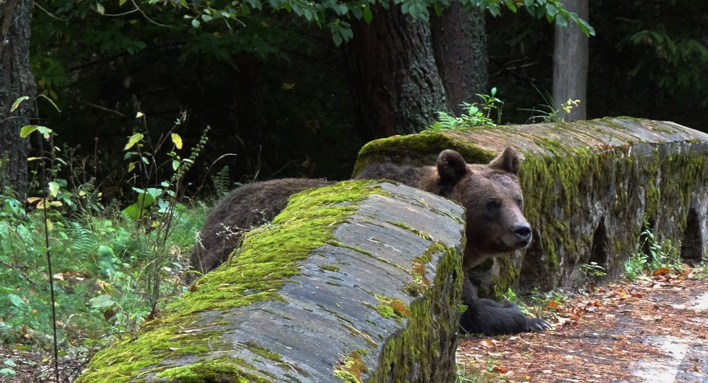 Niedźwiedź brunatny (Ursus arctos)