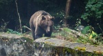 Niedźwiedź brunatny (Ursus arctos)