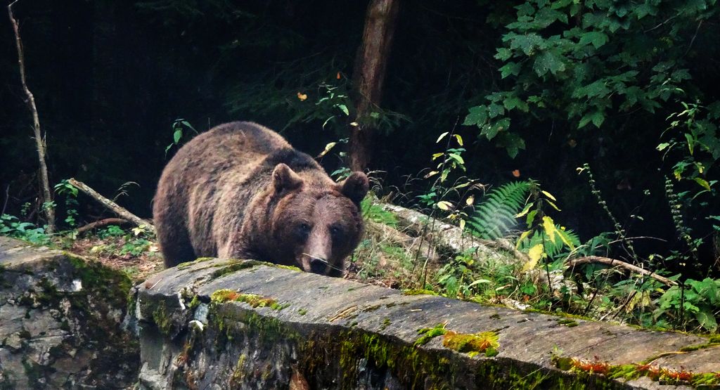 Niedźwiedź brunatny (Ursus arctos)