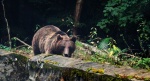 Niedźwiedź brunatny (Ursus arctos)