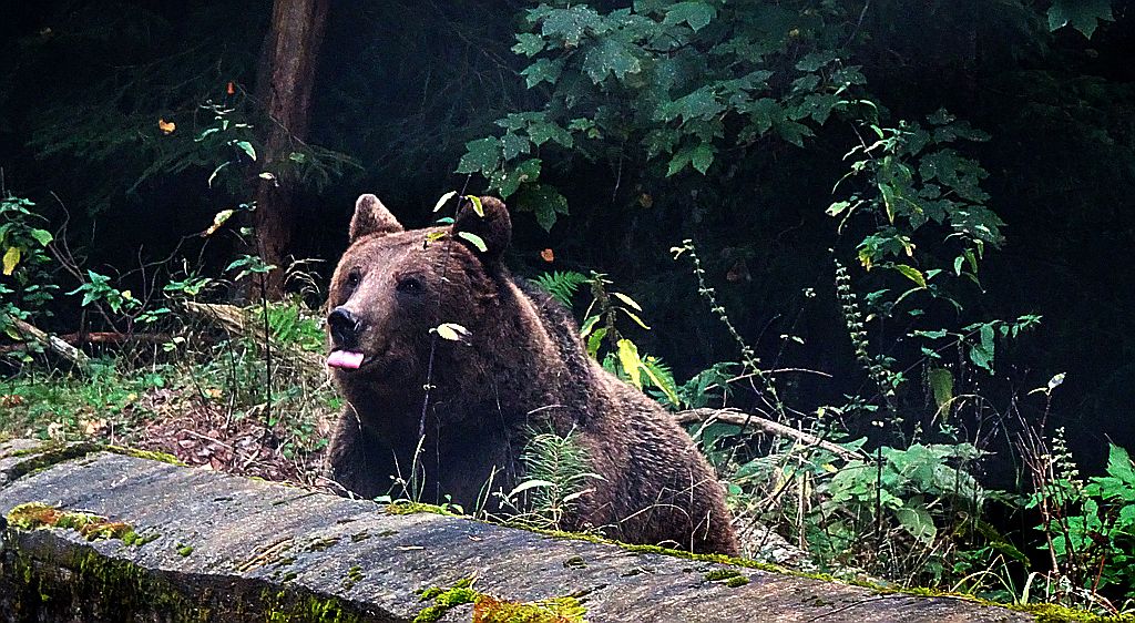 Niedźwiedź brunatny (Ursus arctos)