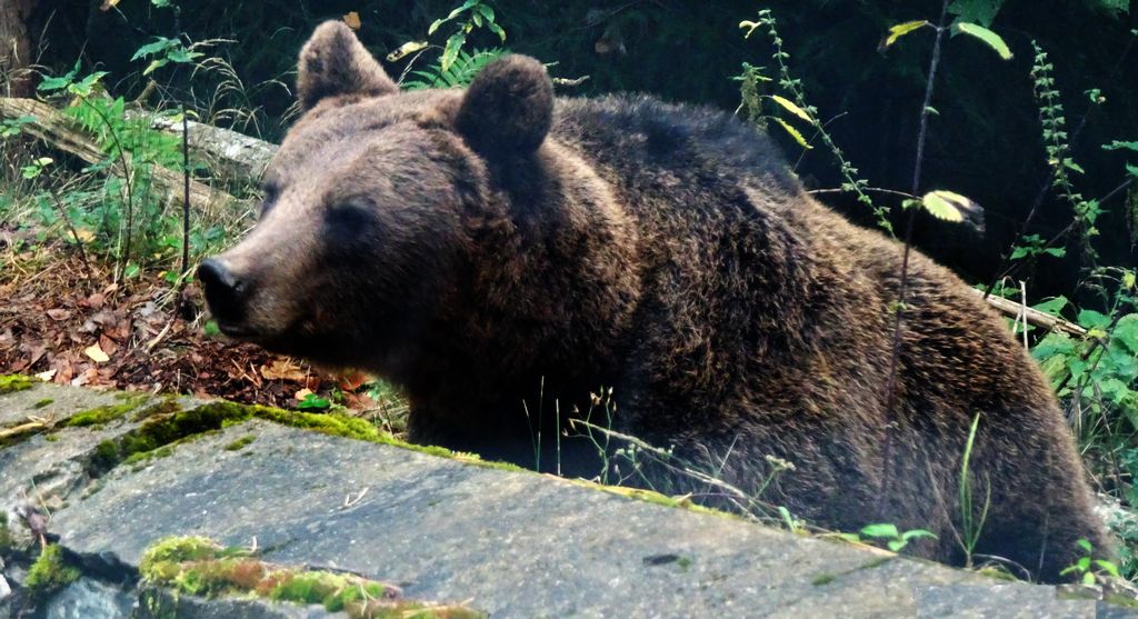 Niedźwiedź brunatny (Ursus arctos)