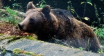 Niedźwiedź brunatny (Ursus arctos)