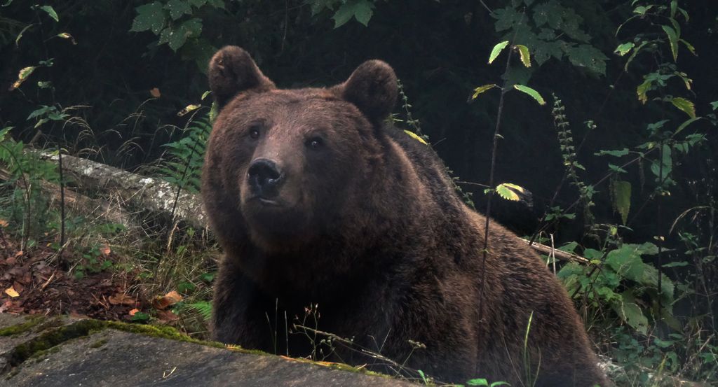 Niedźwiedź brunatny (Ursus arctos)