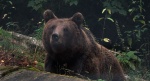 Niedźwiedź brunatny (Ursus arctos)