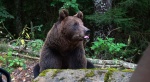 Niedźwiedź brunatny (Ursus arctos)