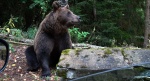 Niedźwiedź brunatny (Ursus arctos)