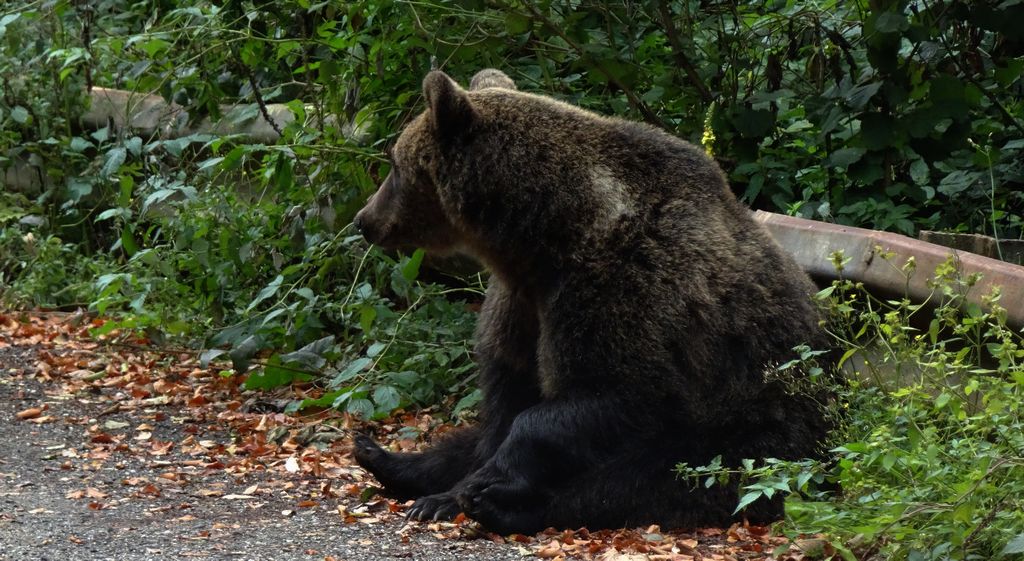 Niedźwiedź brunatny (Ursus arctos)