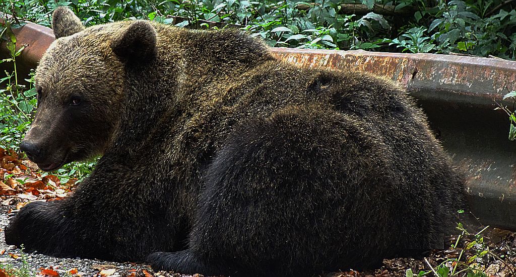 Niedźwiedź brunatny (Ursus arctos)