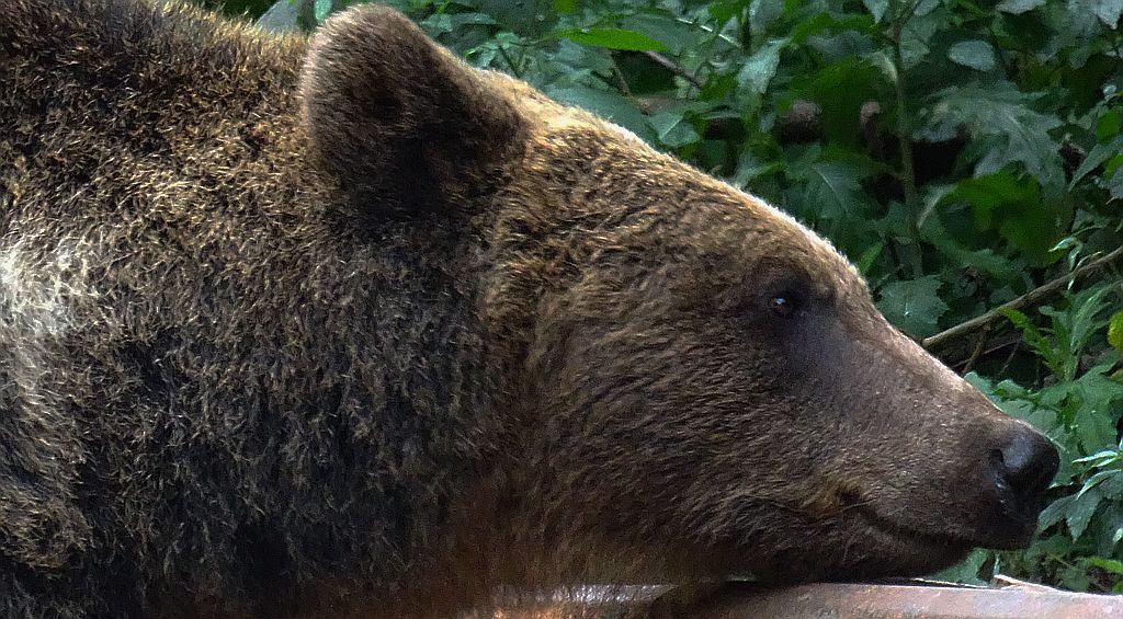 Niedźwiedź brunatny (Ursus arctos)