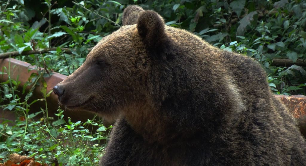 Niedźwiedź brunatny (Ursus arctos)